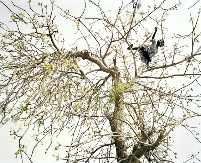 image description
